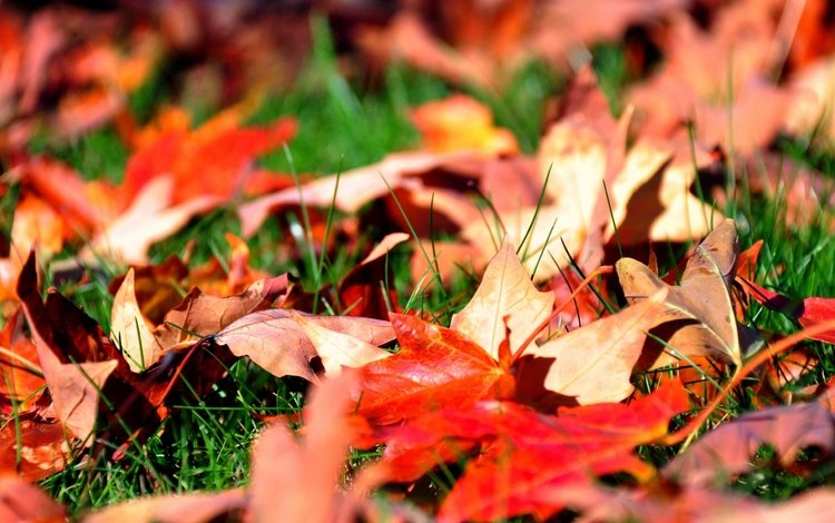 трава, листья, осень, клен, grass, leaves, autumn, maple