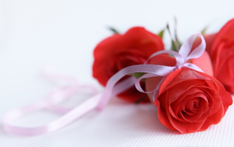 фон, роза, красная, белый, бутон, лента, подарок, background, rose, red, white, bud, tape, gift