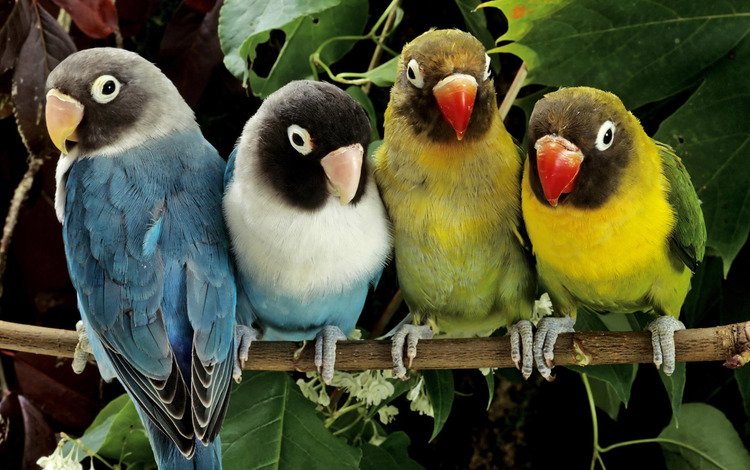 цвета, краски, птицы, попугаи, color, paint, birds, parrots