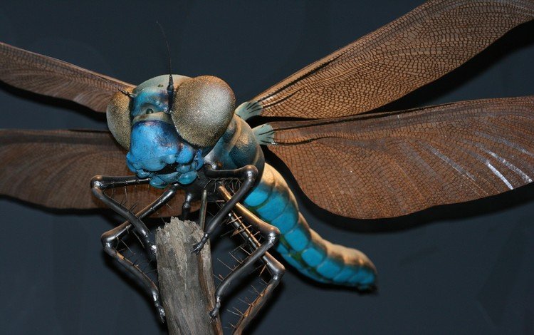 стрекоза, dragonfly