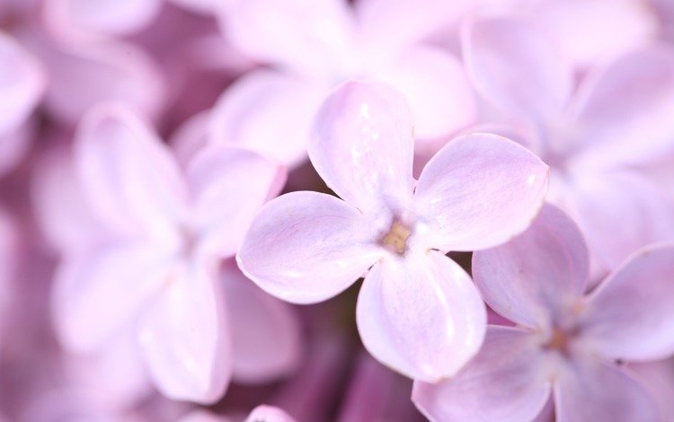 цветы, лепестки, весна, сирень, фиолетовое, flowers, petals, spring, lilac, purple
