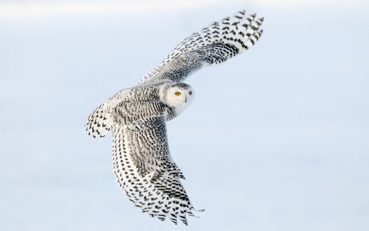 сова, полет, крылья, снежная сова, owl, flight, wings, snowy owl