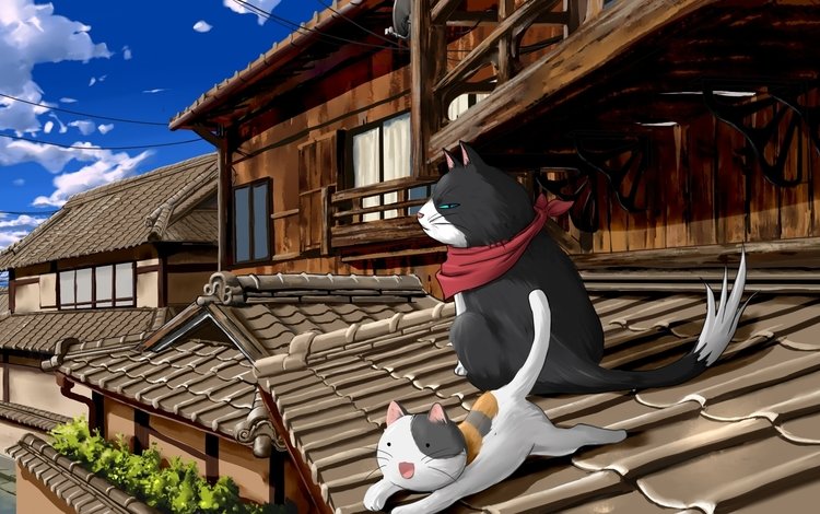 коты, крыша, nyan koi, cats, roof