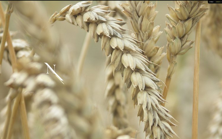 поле, пшеница, колос, field, wheat, ear