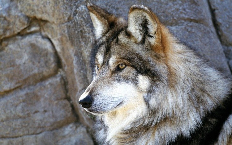 камни, серый, волк, stones, grey, wolf