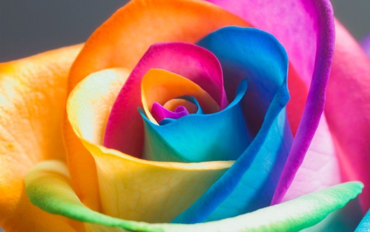роза, лепестки, бутон, цветные, rose, petals, bud, colored