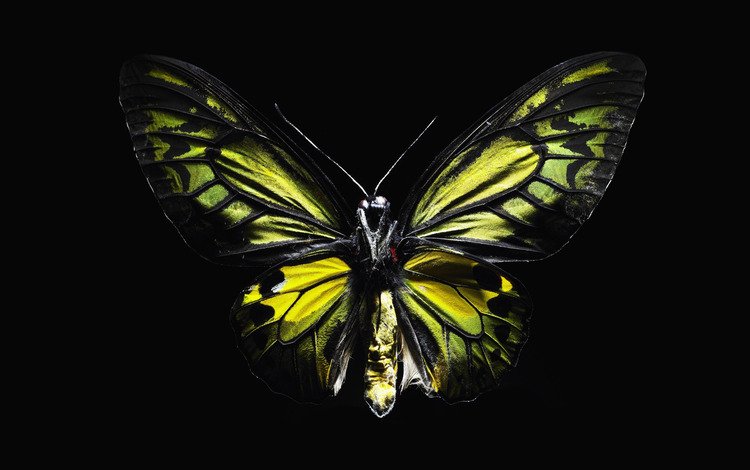 бабочка, крылья, черный, butterfly, wings, black
