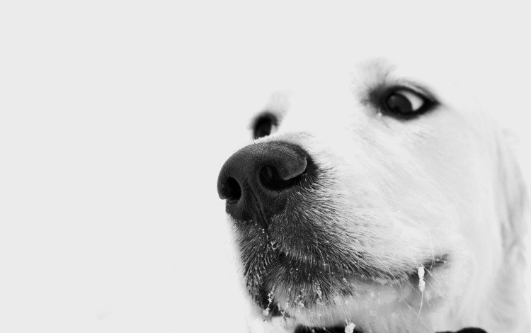 глаза, зима, взгляд, белый, собака, грустный, пес, задумчивый, снег на усах, the snow on his mustache, eyes, winter, look, white, dog, sad, brooding