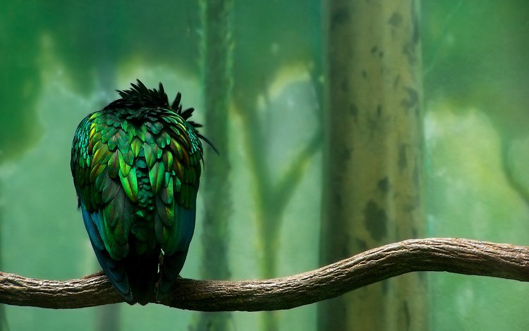 ветка, зелёный, птица, перья, branch, green, bird, feathers
