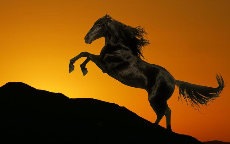 лошадь, закат, гора, черный, конь, грива, хвост, жеребец, horse, sunset, mountain, black, mane, tail, stallion