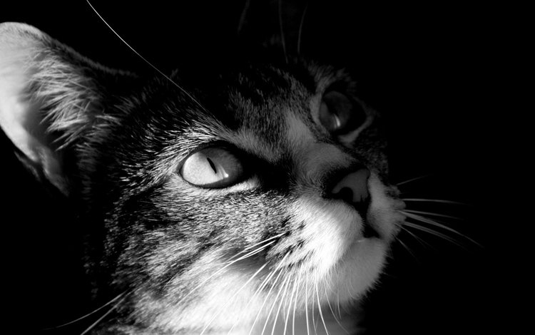 глаза, кот, мордочка, усы, кошка, взгляд, чёрно-белое, черая, eyes, cat, muzzle, mustache, look, black and white, cera
