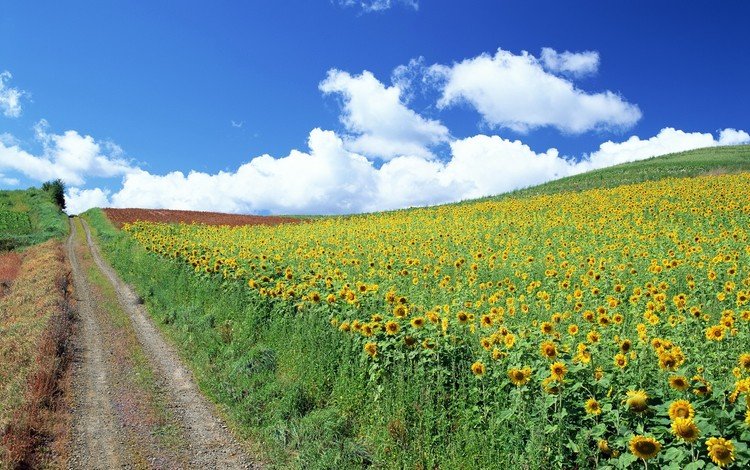 дорога, облака, подсолнухи, road, clouds, sunflowers