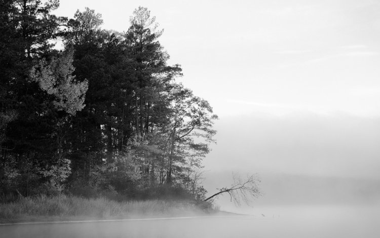 деревья, вода, озеро, лес, туман, чёрно-белое, черно-белая, trees, water, lake, forest, fog, black and white