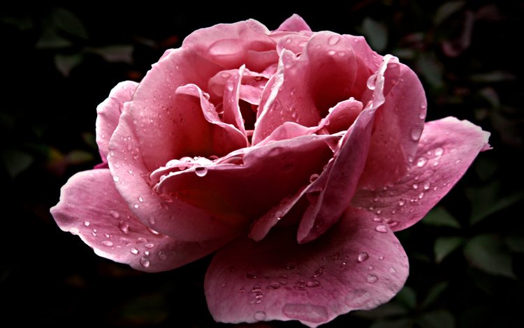 цветок, роса, капли, лепестки, розовый, flower, rosa, drops, petals, pink