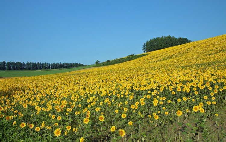 поле, лето, подсолнухи, field, summer, sunflowers