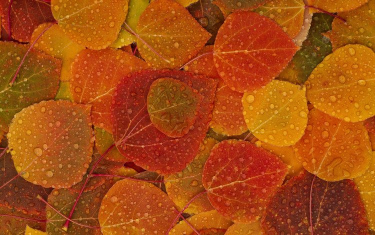 листья, капли, осень, leaves, drops, autumn
