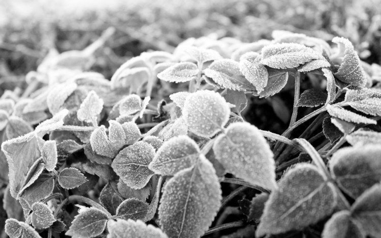 листья, мороз, иней, чёрно-белое, черно-белая, leaves, frost, black and white