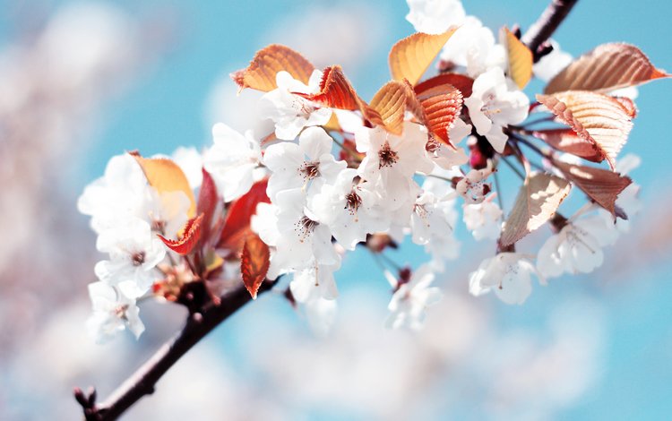 белый, весна, вишня, white, spring, cherry