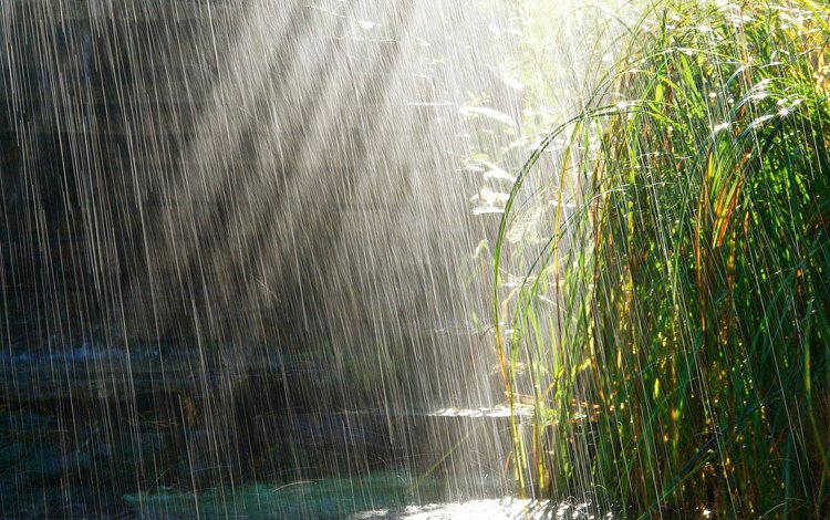 трава, солнце, дождь, лужи, grass, the sun, rain, puddles
