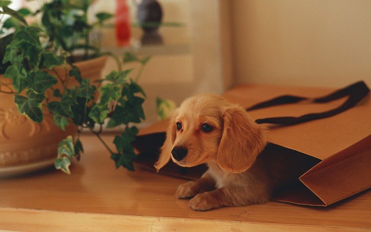 щенок, растение, пакет, puppy, plant, package