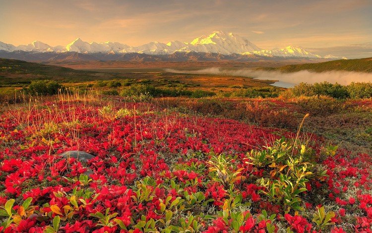 цветы, горы, туман, flowers, mountains, fog