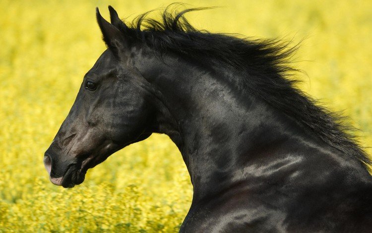 черный, кони, жеребец, black, horses, stallion