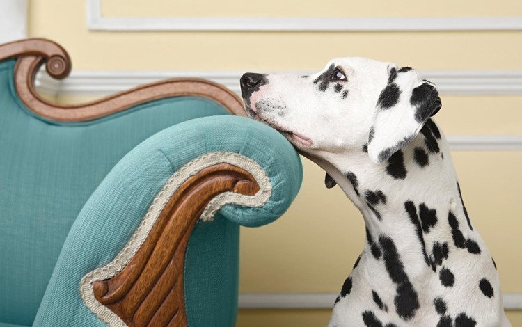 взгляд, собака, кресло, пес, далматинец, look, dog, chair, dalmatians