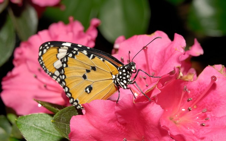 цветок, бабочка, лепесток, нектар, flower, butterfly, petal, nectar