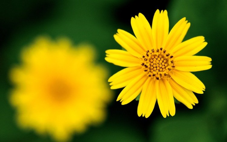 желтый, фокус камеры, цветок, резкость, yellow, the focus of the camera, flower, sharpness