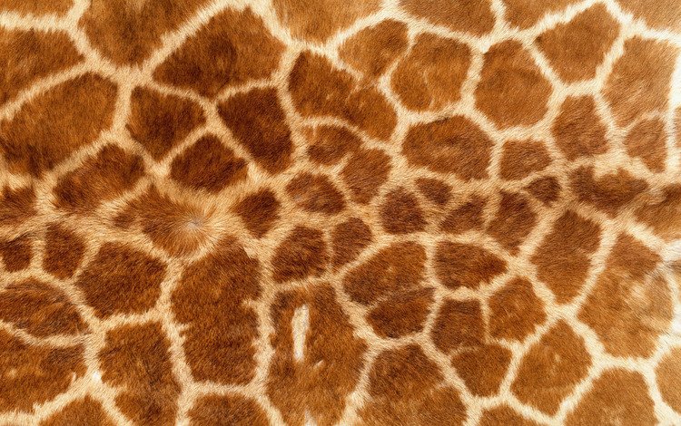 обои, текстура, фон, кошка, леопард, шкура, жираф, мех, wallpaper, texture, background, cat, leopard, skin, giraffe, fur