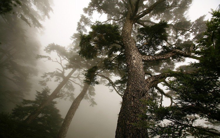 дерево, туман, ствол, сосна, вид снизу, tree, fog, trunk, pine, bottom view