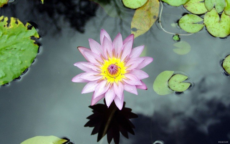 вода, озеро, цветок, лилия, кувшинка, нимфея, водяная лилия, water, lake, flower, lily, nymphaeum, water lily