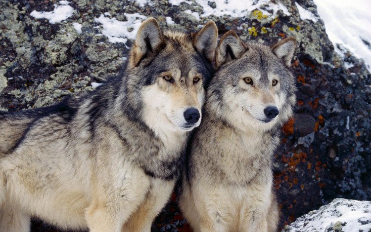зима, хищник, пара, волки, волк, winter, predator, pair, wolves, wolf