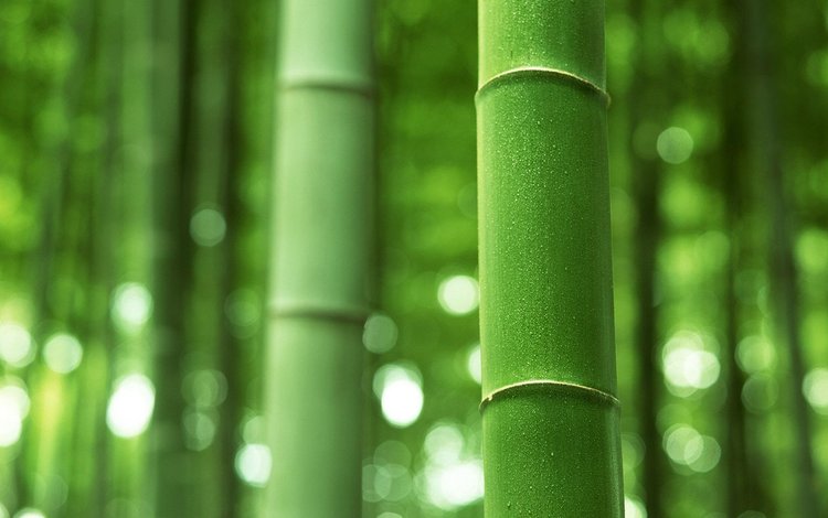 зелёный, бамбук, ствол, стебель, green, bamboo, trunk, stem