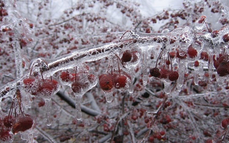 зима, ветки, лёд, вишни, winter, branches, ice, cherry