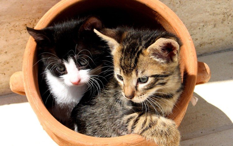 коты, кошки, котята, мордочки, горшок, cats, kittens, faces, pot