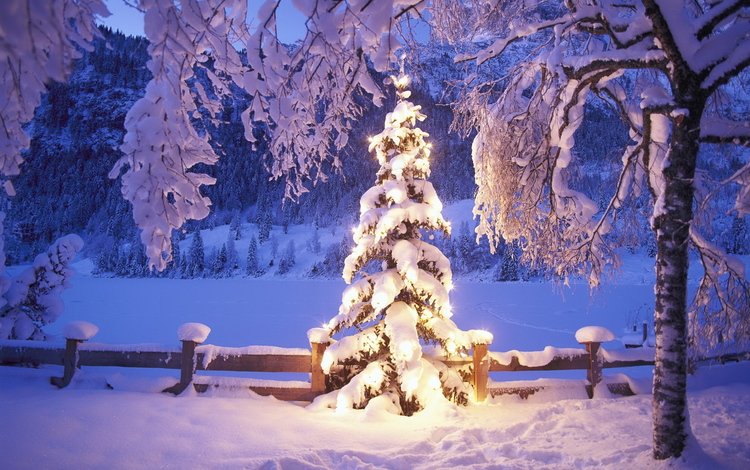 огни, снег, елка, зима, lights, snow, tree, winter