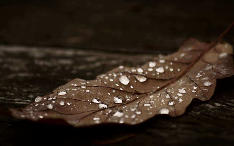 капли, осень, лист, темный, коричневый, сухой, drops, autumn, sheet, dark, brown, dry