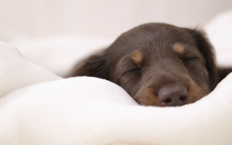 собака, спит, щенок, такса, на мягком, dog, sleeping, puppy, dachshund, soft