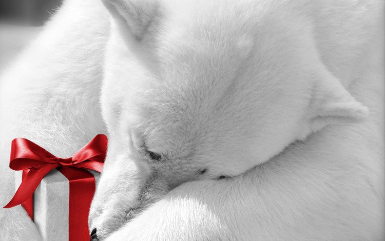 животные, подарок, праздник, белый медведь, бантик, animals, gift, holiday, polar bear, bow