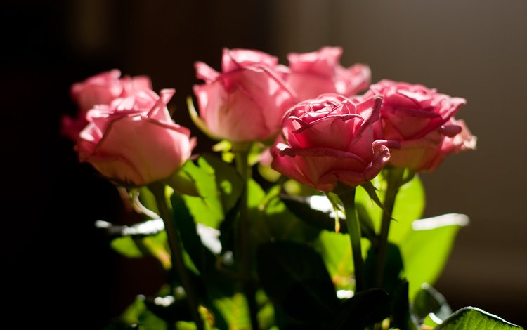 бутоны, розы, роза, красива, роз, пинк, buds, roses, rose, beautiful, pink