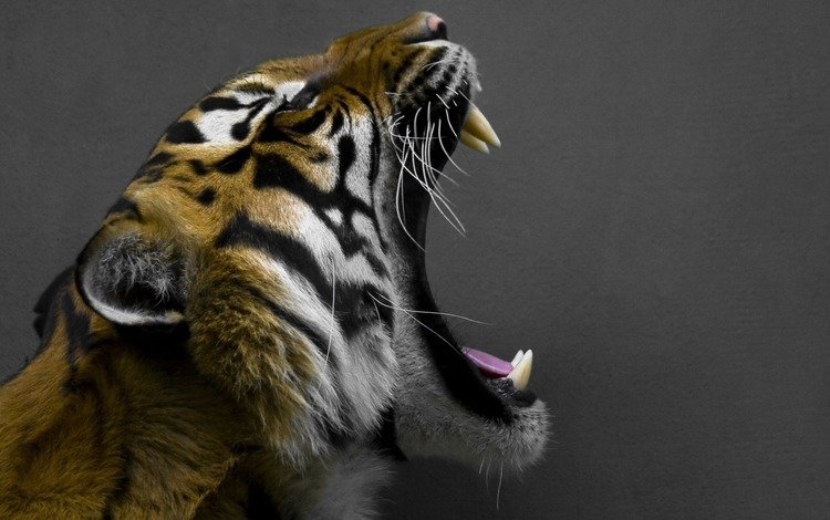 тигр, фон, серый, пасть, глыки, открытая, tiger, background, grey, mouth, glyki, open