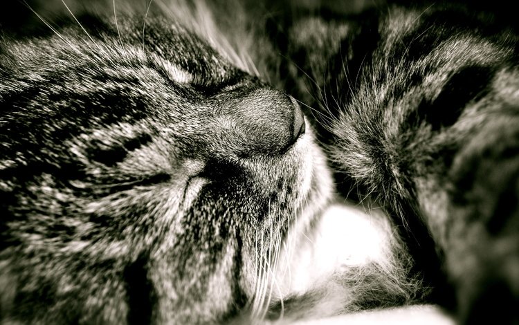 кот, пушистый, сладкий сон, cat, fluffy, sweet dream