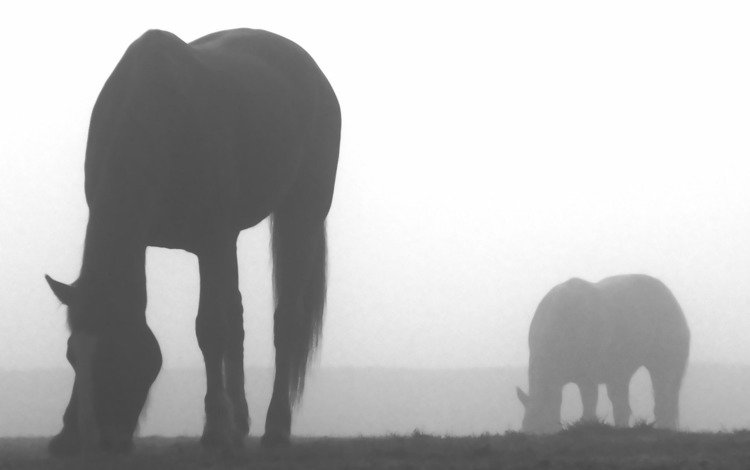 фото, животные, туман, креатив, лошади, кони, обои с животными, animals wallpapers, на природе, nature, photo, animals, fog, creative, horse, horses, wallpaper with animals