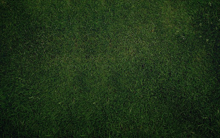 трава, зелёный, газон, грин, grass, green, lawn
