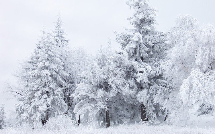 деревья, снег, лес, зима, белый, trees, snow, forest, winter, white