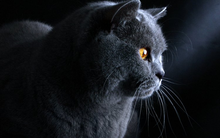 кот, голубой, профиль, черный фон, британский, британская короткошерстная, cat, blue, profile, black background, british, british shorthair