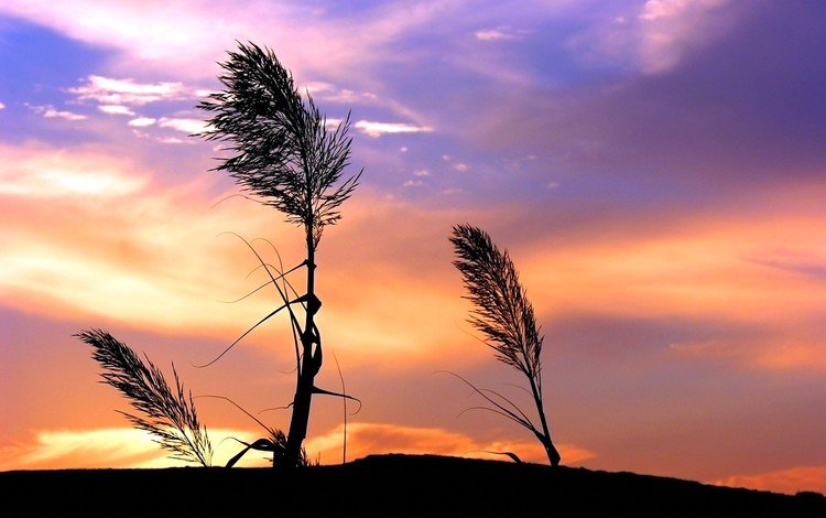 небо, трава, облака, закат, стебли, ветер, растение, the sky, grass, clouds, sunset, stems, the wind, plant