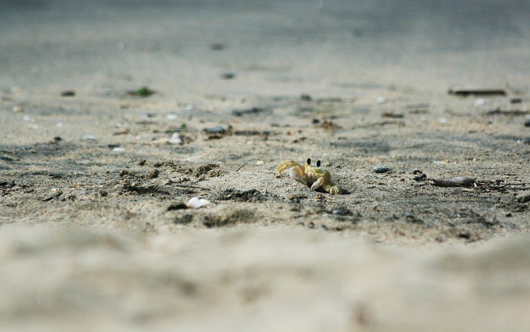 животные, песок, пляж, краб, animals, sand, beach, crab