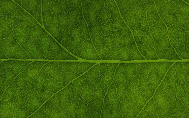 зелёный, лист, green, sheet